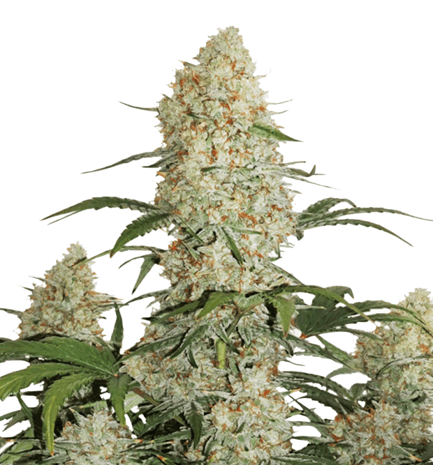 Miracle Glue - northwoods-miracle-glue