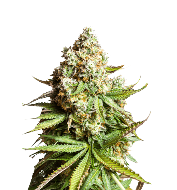 Miracle Grow - northwoods-miracle-grow