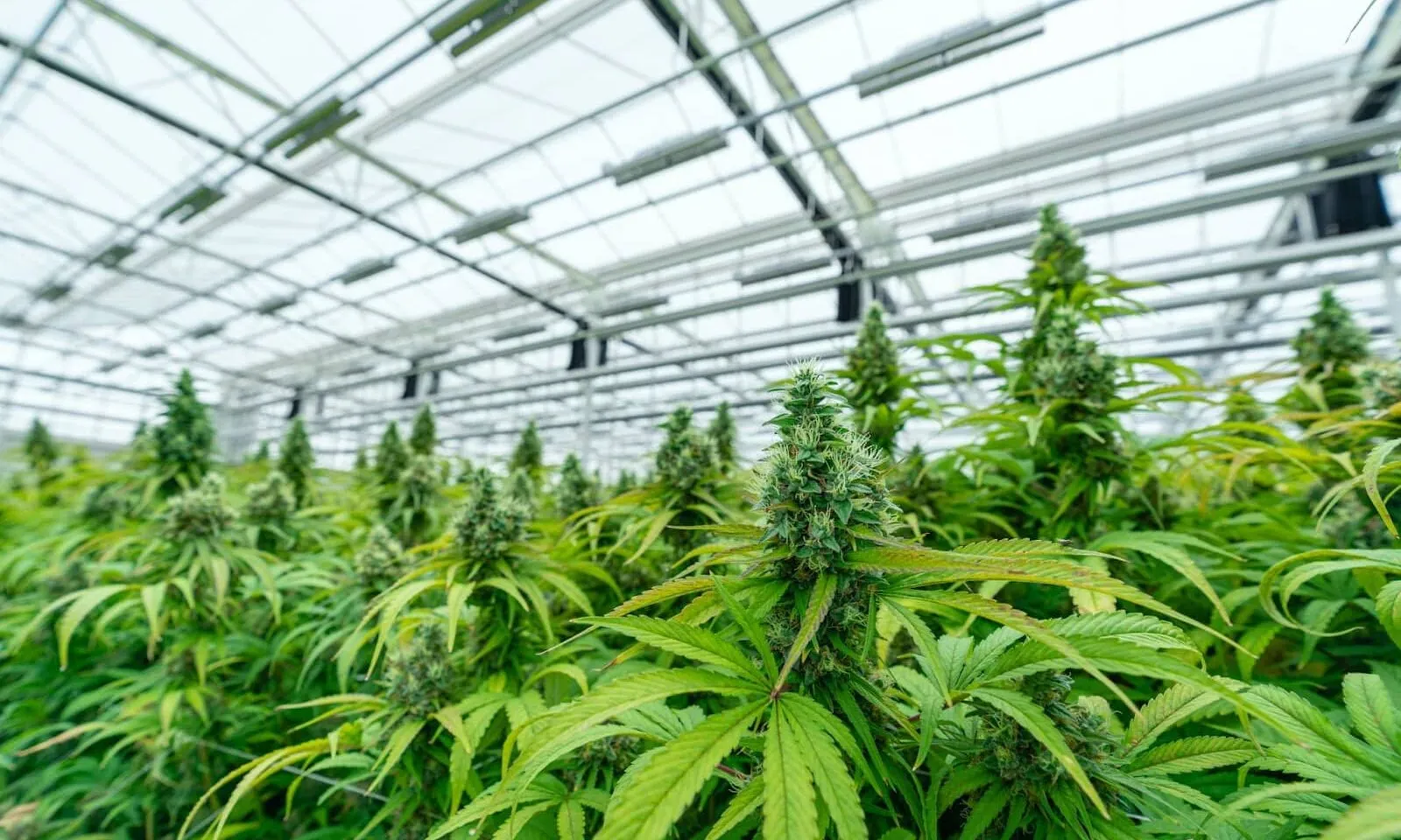 Northwoods cultivation canopy