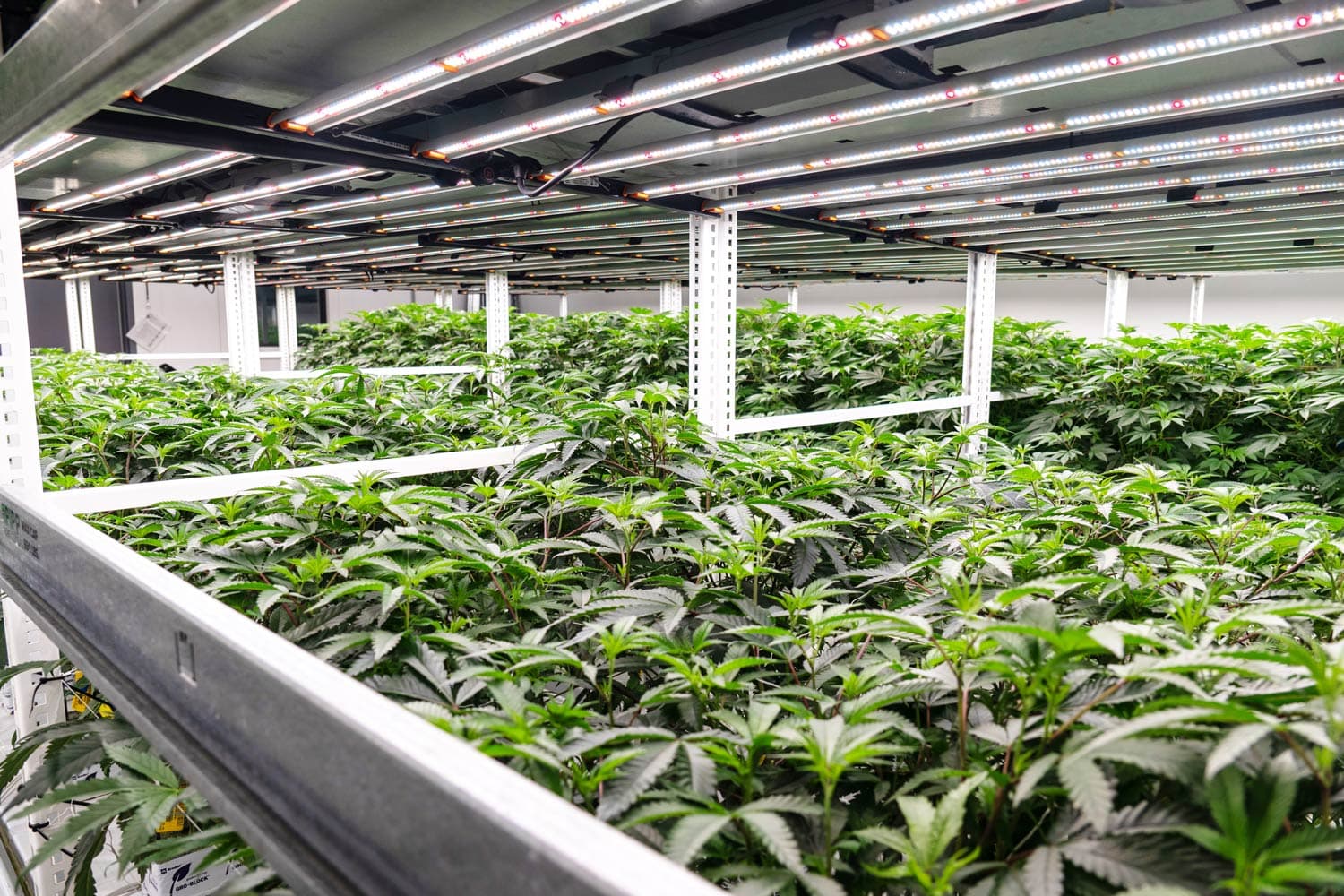 Clone and Nursery Programs